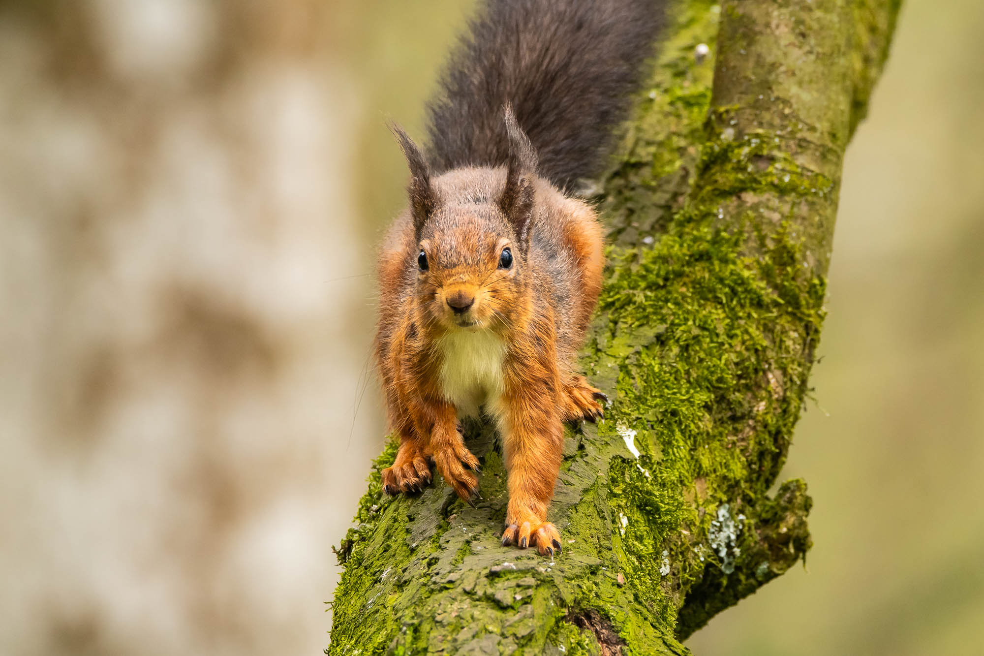 Red Squirrel