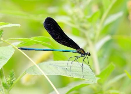 Black-winged damselfly