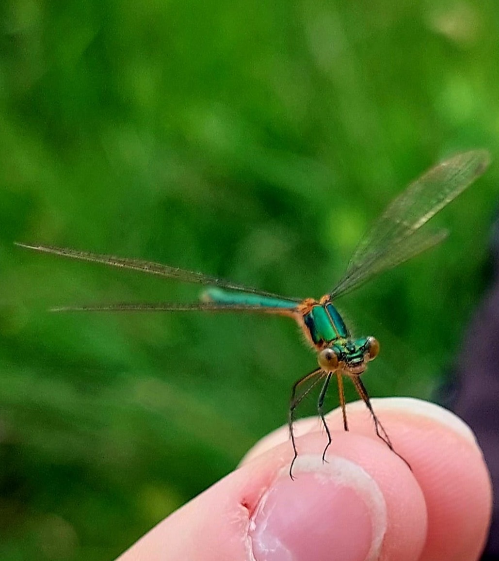 Damselfly. Montiaghs Moss. August 2023.
