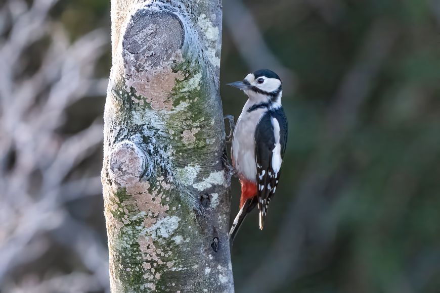 Great-spotted woodpecker