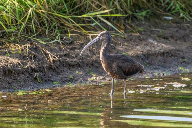 Glossy ibis