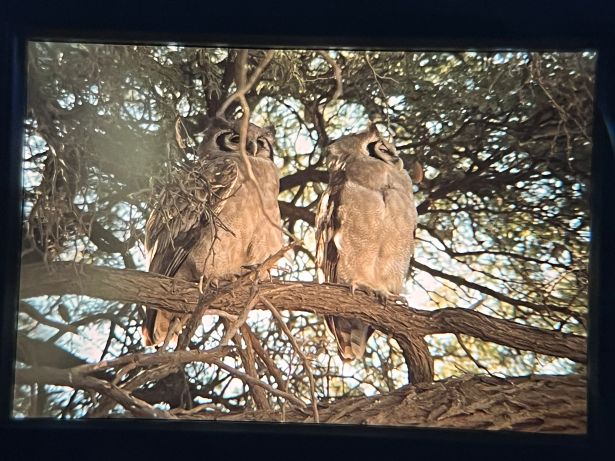 Juvenile Scops Owls