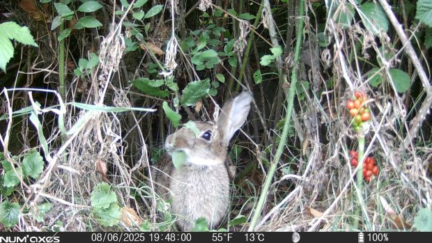Rabbit with torn left ear