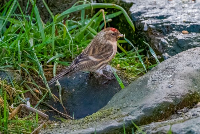 Redpoll