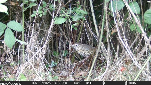 Song thrush
