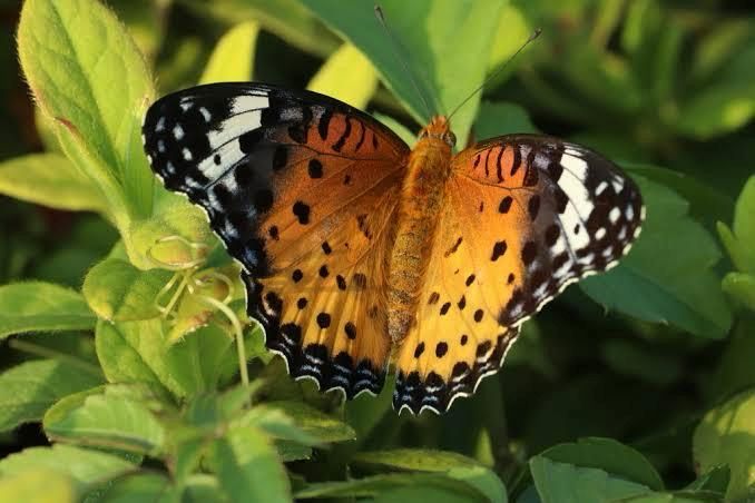 Tropical Fritillary Butterfly