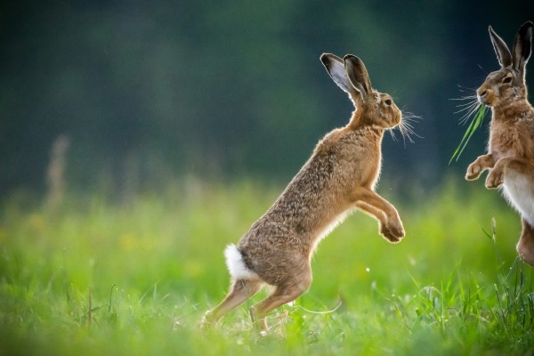 Hares boxing
